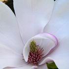 Magnolie I