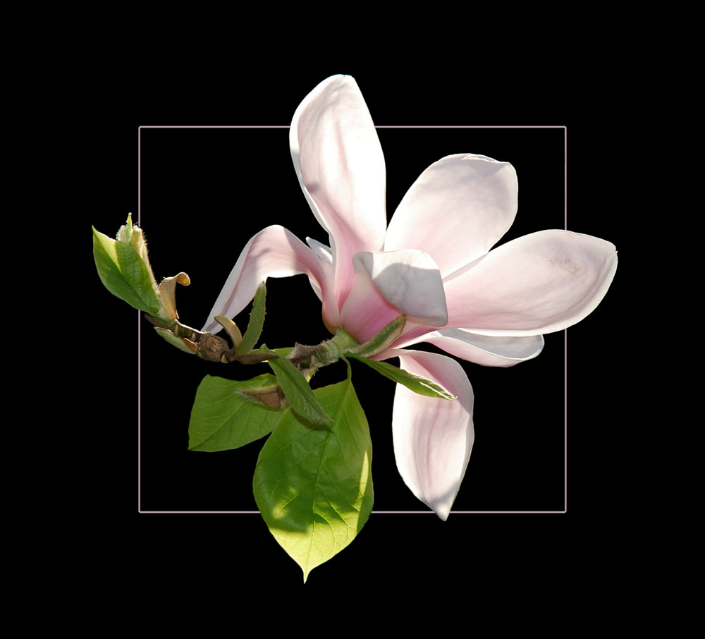 Magnolie II