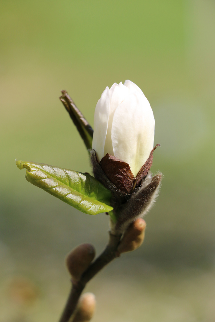 Magnolie II in Brüssel