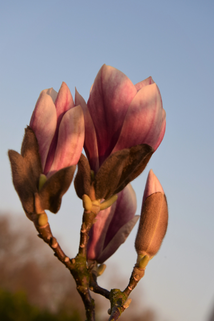 Magnolie im Abendlicht