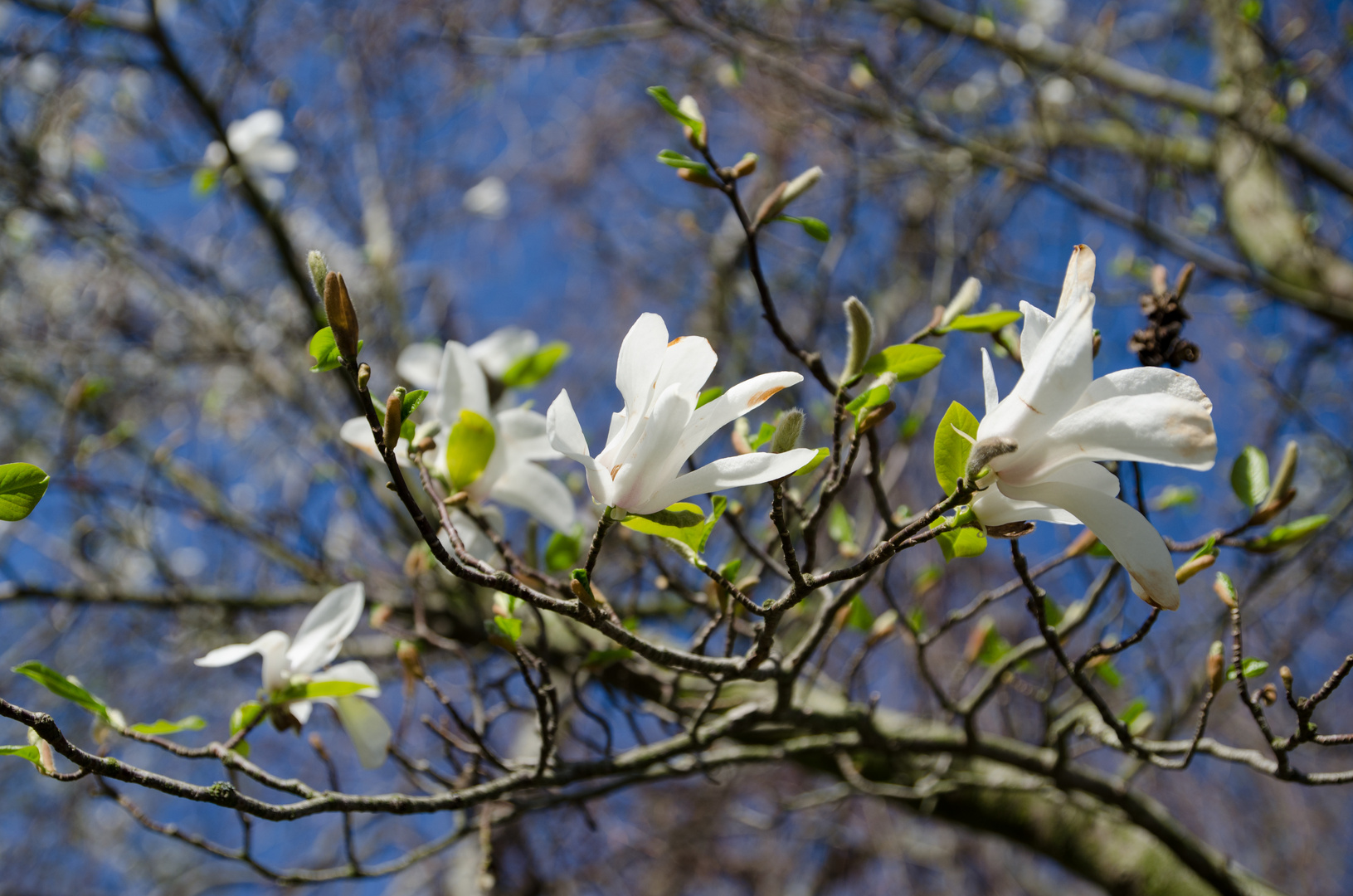 Magnolie im Abendlicht