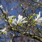 Magnolie im Abendlicht