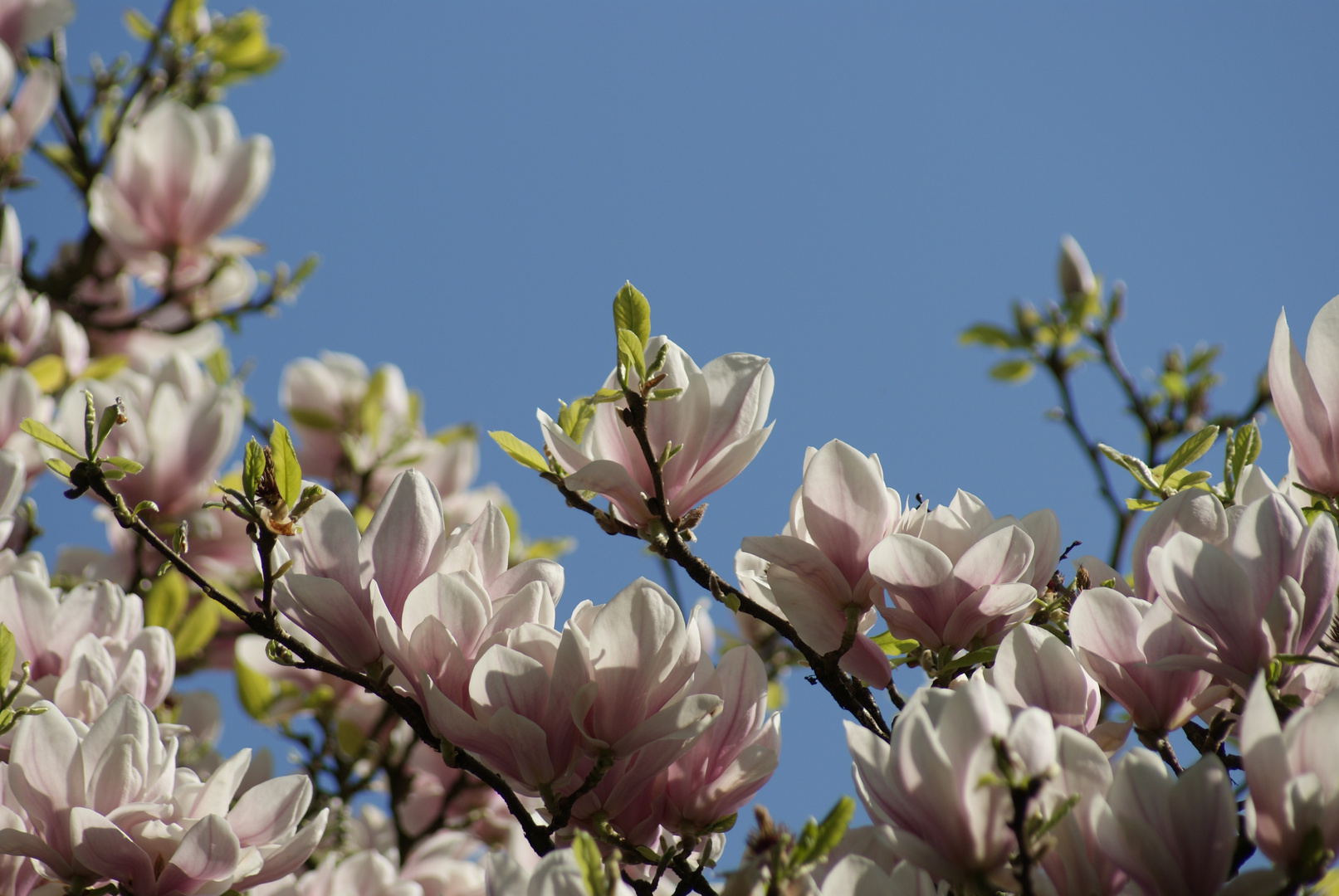 Magnolie im April