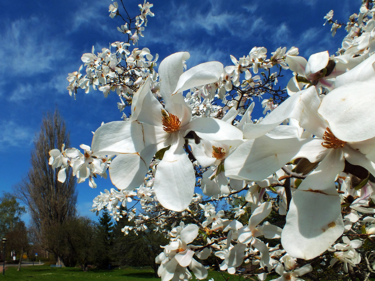 Magnolie im April