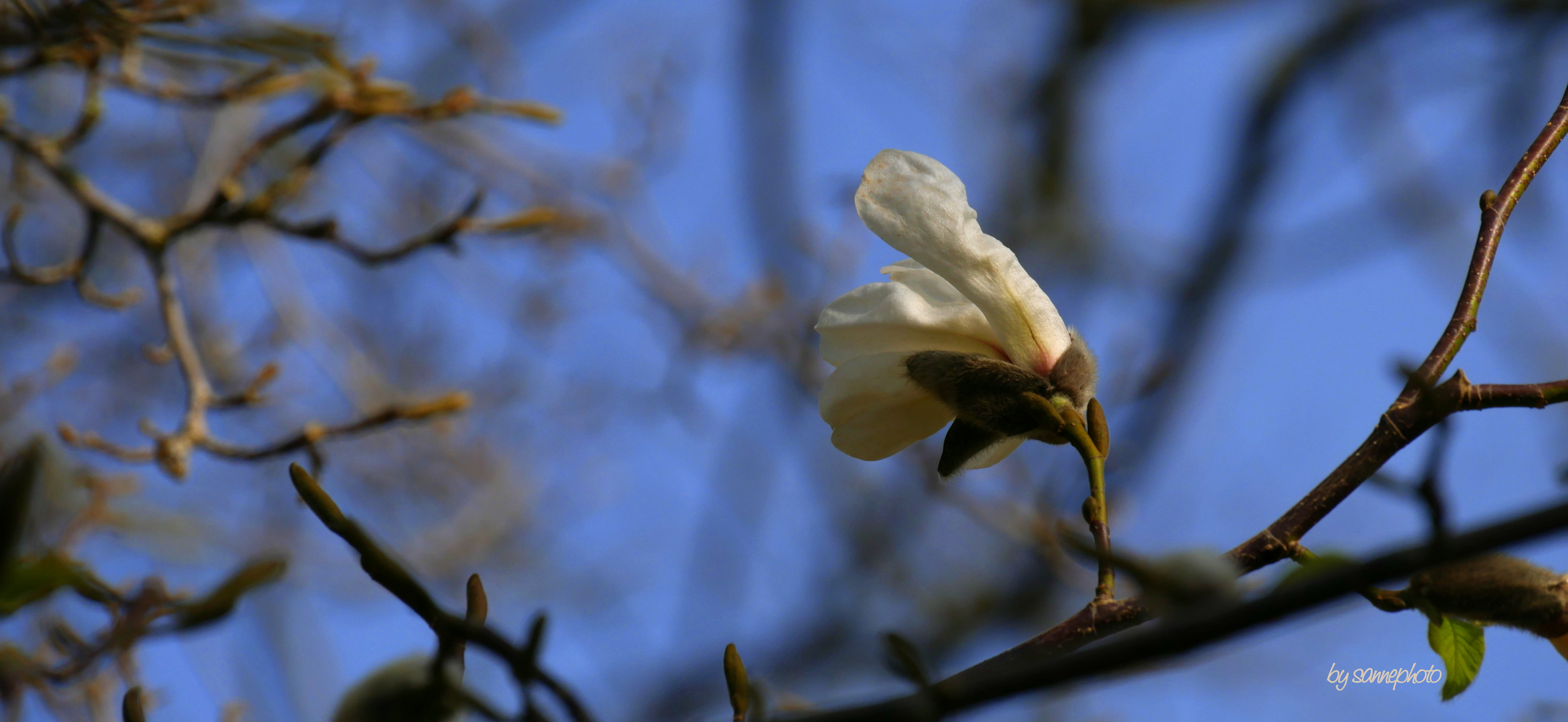 Magnolie im Aufblühen