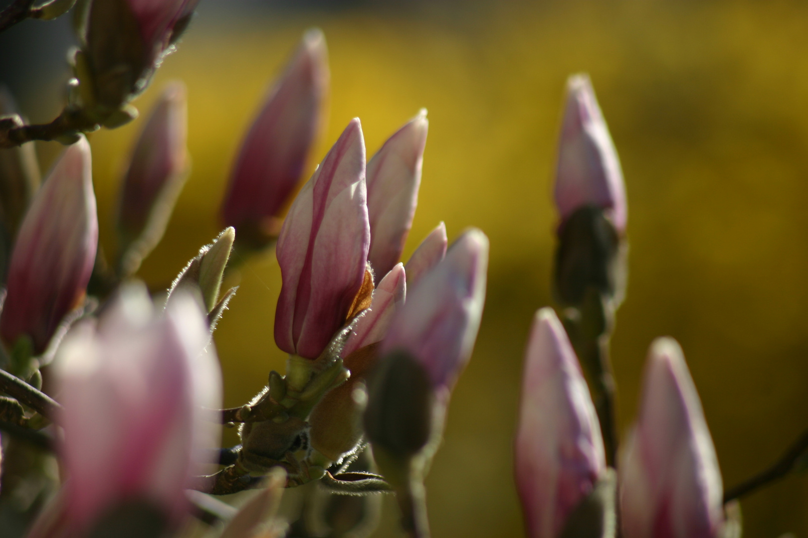 Magnolie im Frühjahr