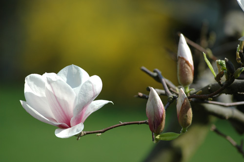 Magnolie im Fruehjahr 2009 II.