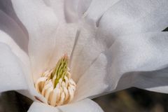 Magnolie im Frühjahr