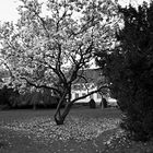 Magnolie im Frühling