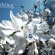 Magnolie im Frhling