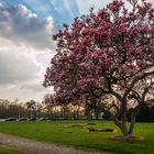 Magnolie im Gegenlicht