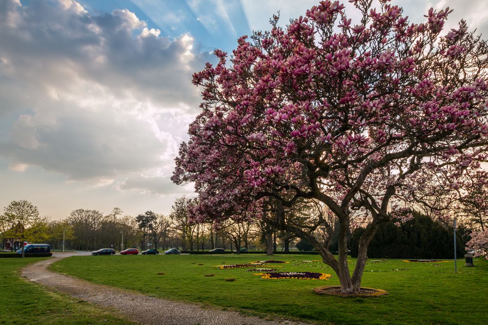 Magnolie im Gegenlicht