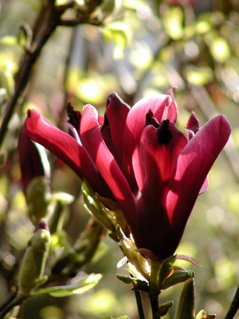 Magnolie im Gegenlicht