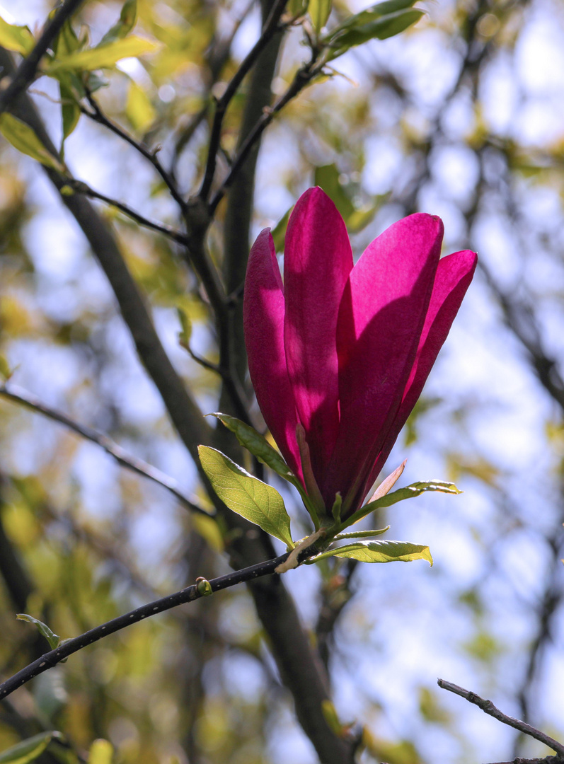 Magnolie im Gegenlicht