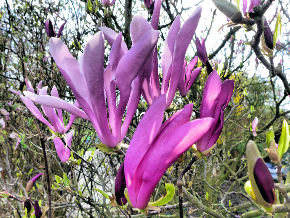 Magnolie im Gegenlicht