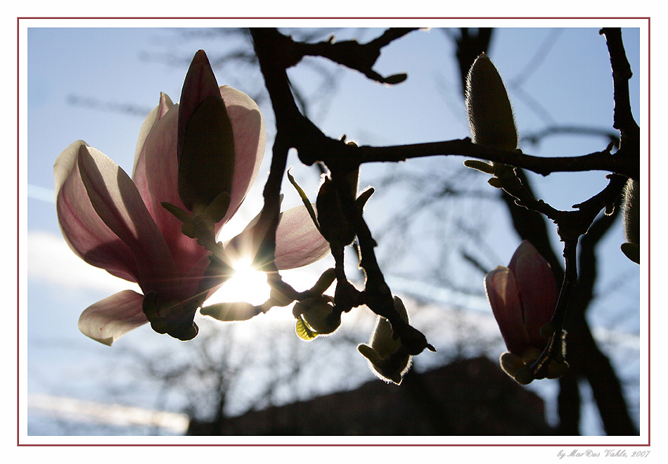 Magnolie im Gegenlicht