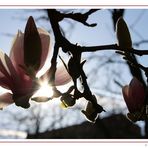 Magnolie im Gegenlicht