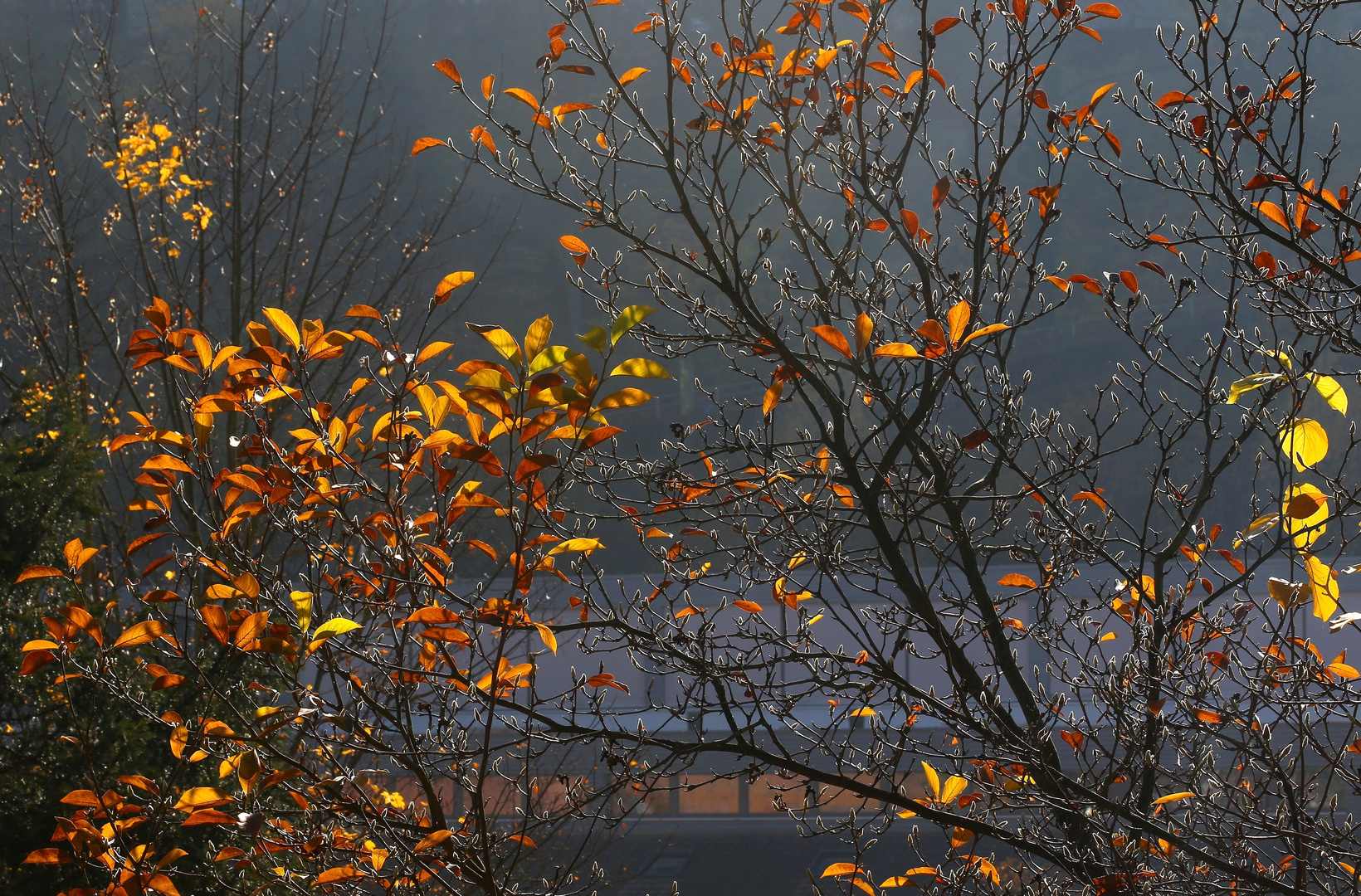 Magnolie im Herbst