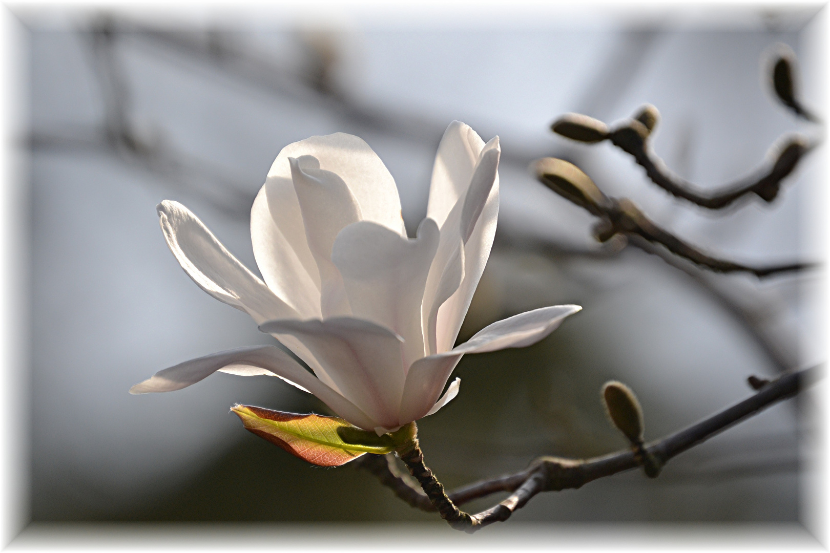 Magnolie im Karlsruher Zoo