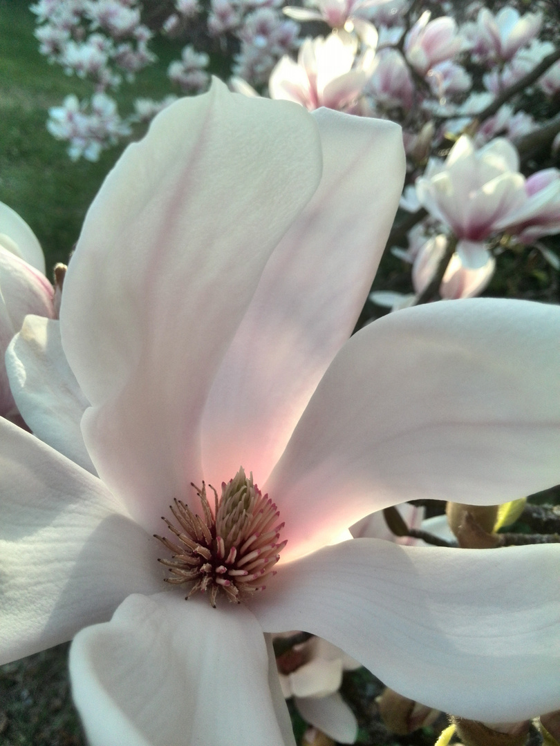 Magnolie im Licht