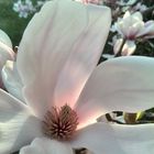 Magnolie im Licht