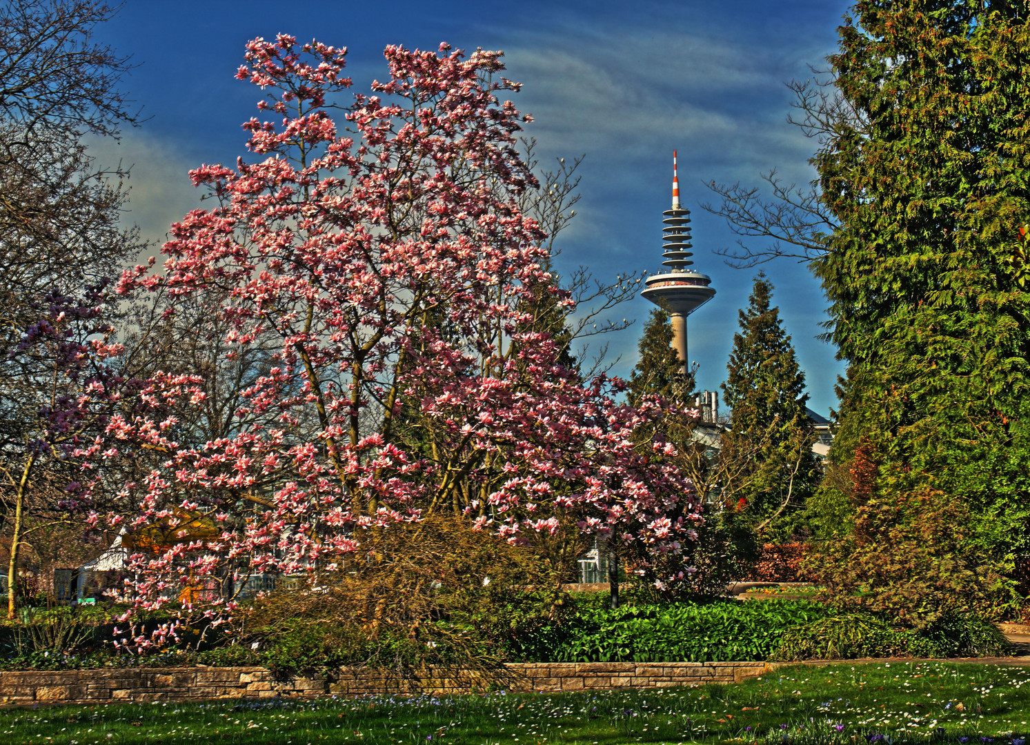 Magnolie im Palmengarten