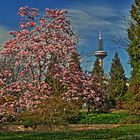 Magnolie im Palmengarten