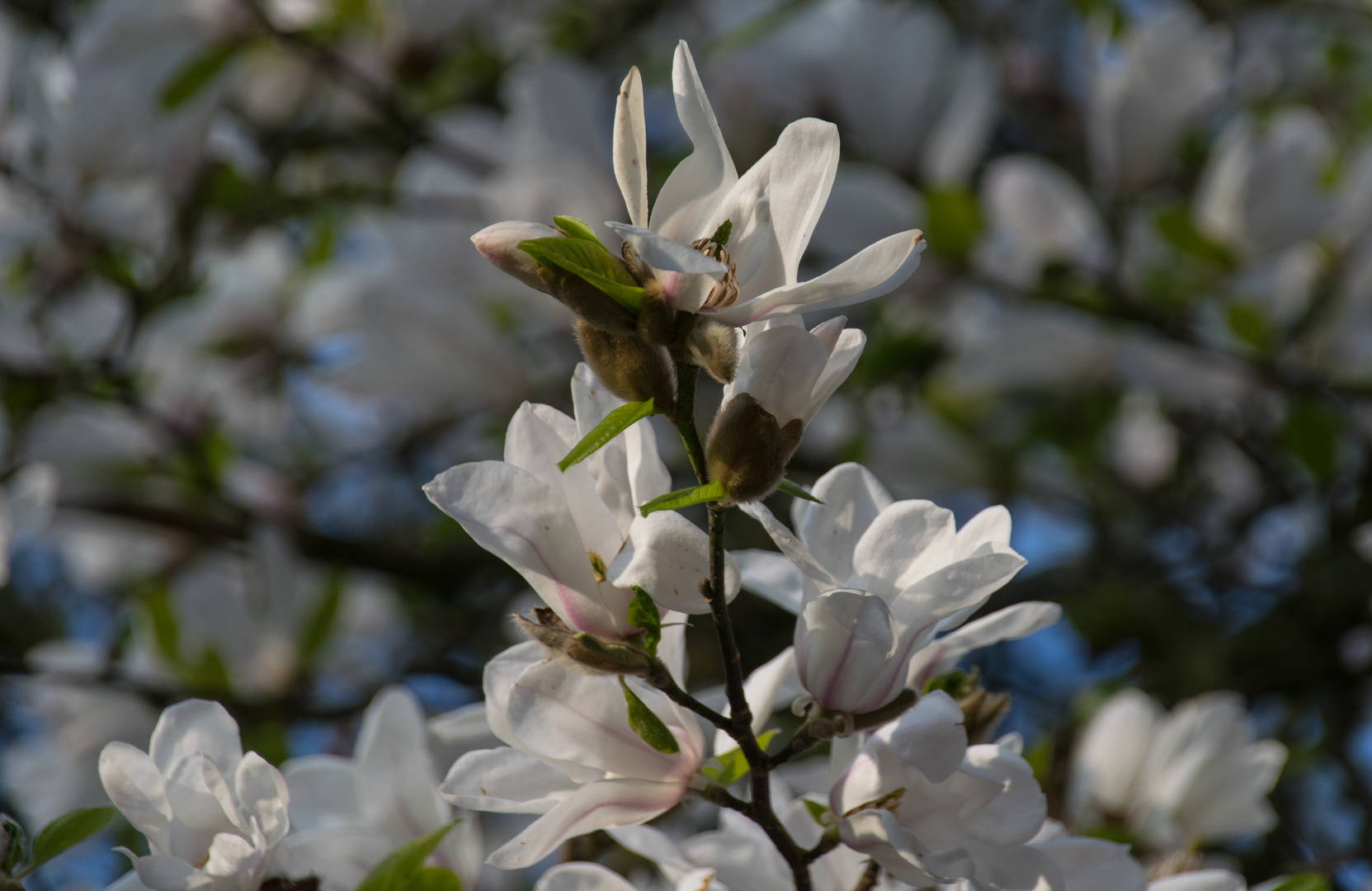 Magnolie im Park