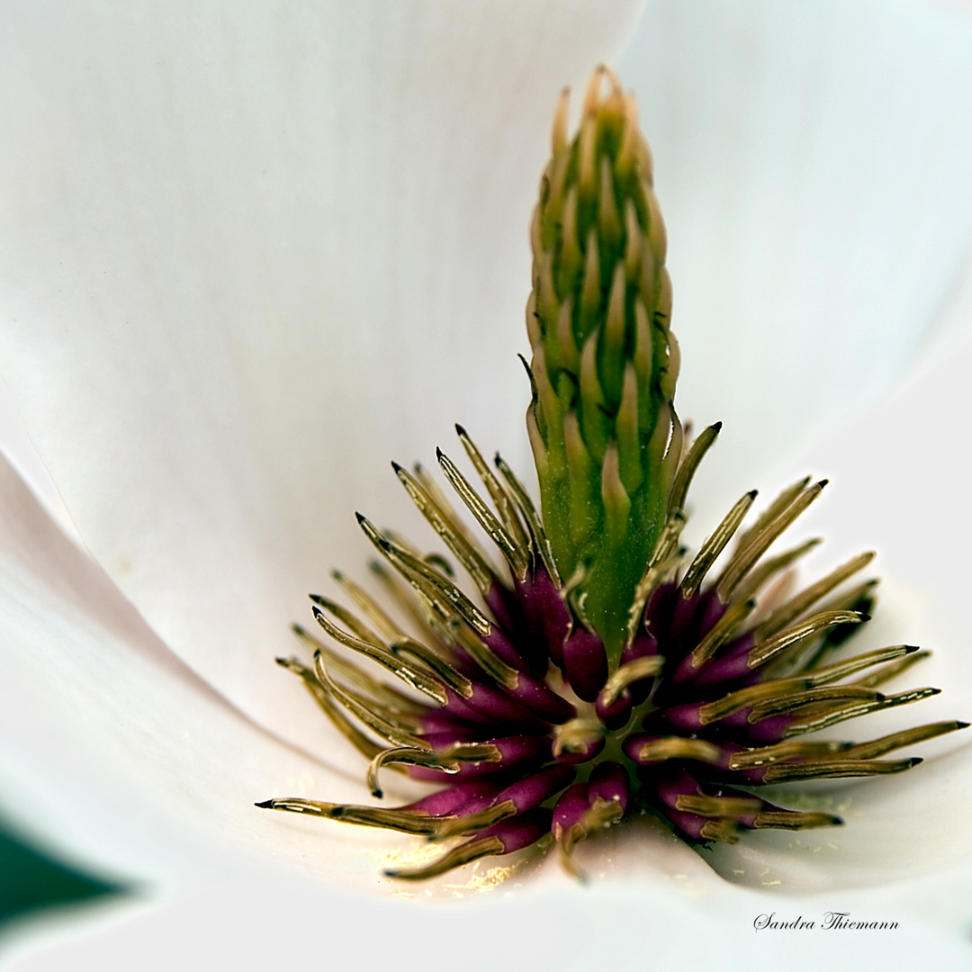 Magnolie im Quadrat