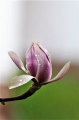 Magnolie im Regen