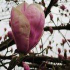 Magnolie im Regen