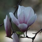 Magnolie im Schatten