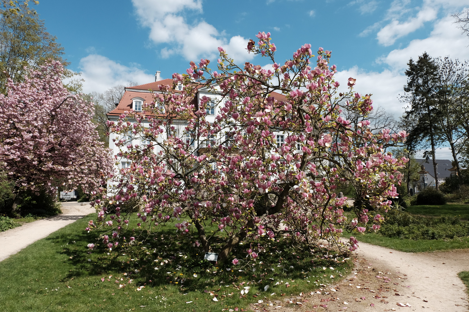 Magnolie im Schlosspark