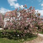 Magnolie im Schlosspark