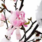 Magnolie im Schnee