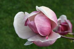 Magnolie im Sommer