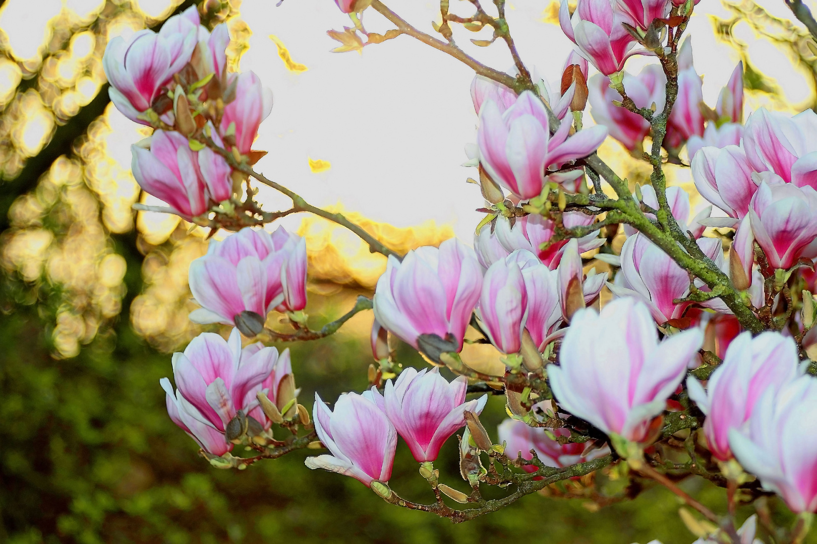 Magnolie im Sonnenlicht