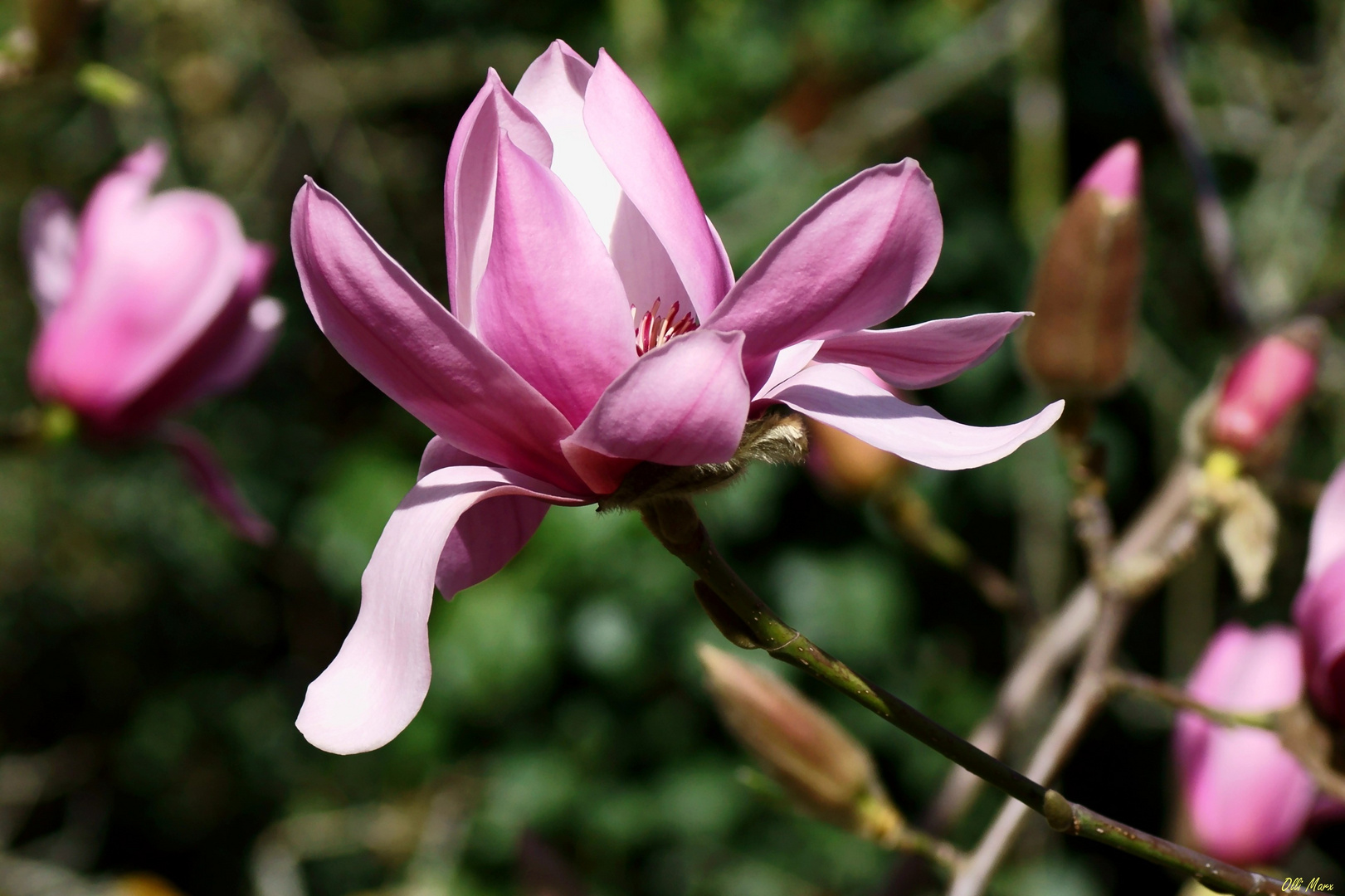 Magnolie im Sonnenschein...