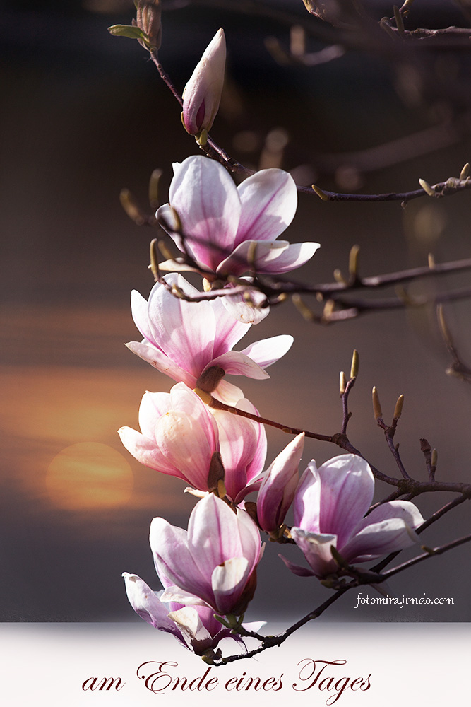 Magnolie im Sonnenuntergang