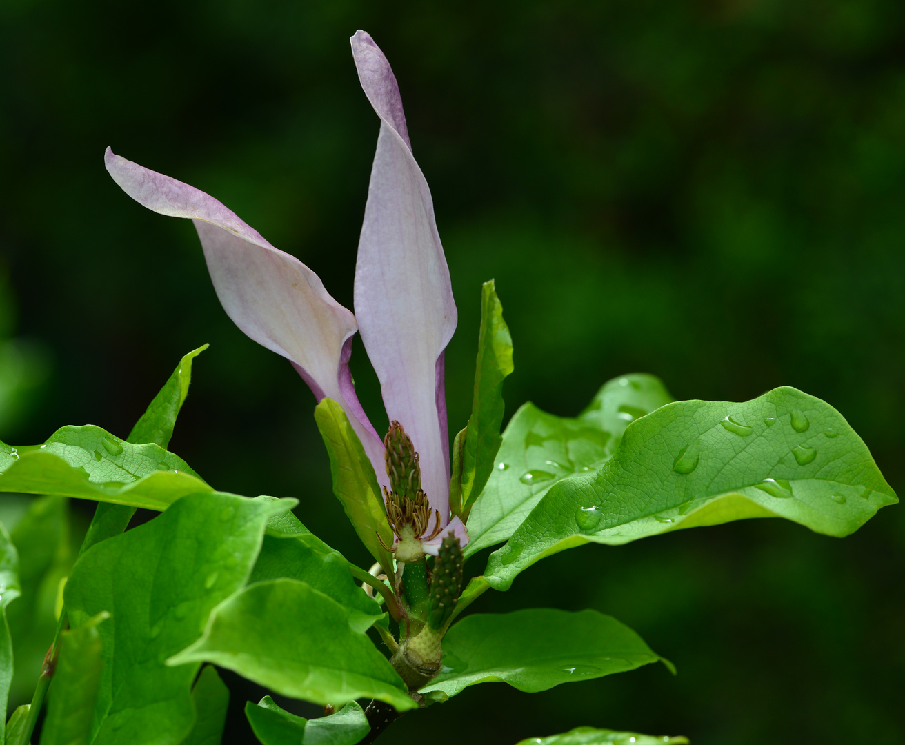 Magnolie im Tau