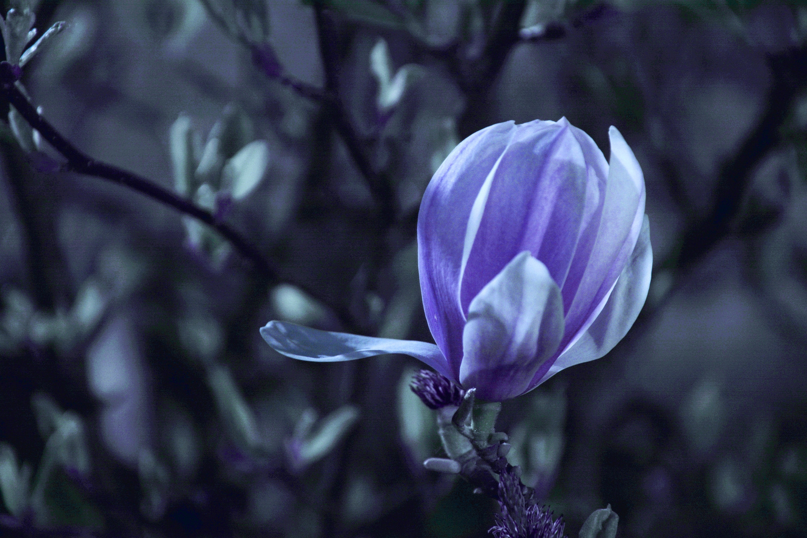 Magnolie im Vollmond