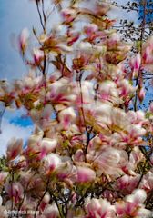 Magnolie im Wind_1