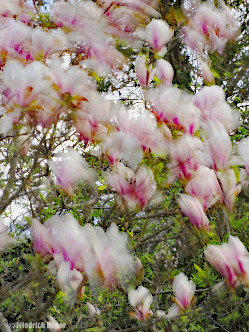 Magnolie im Wind_3