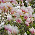 Magnolie im Wind_3