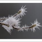 Magnolie im Winter