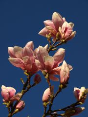 Magnolie in blau