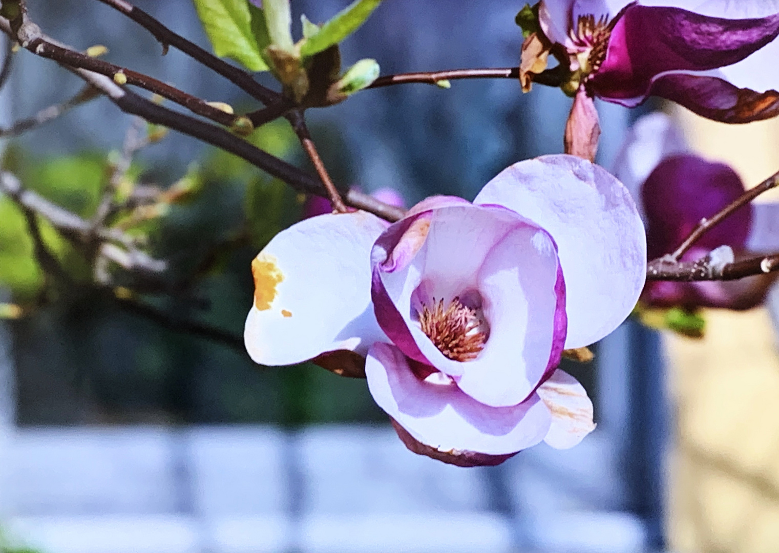 Magnolie in Blüte