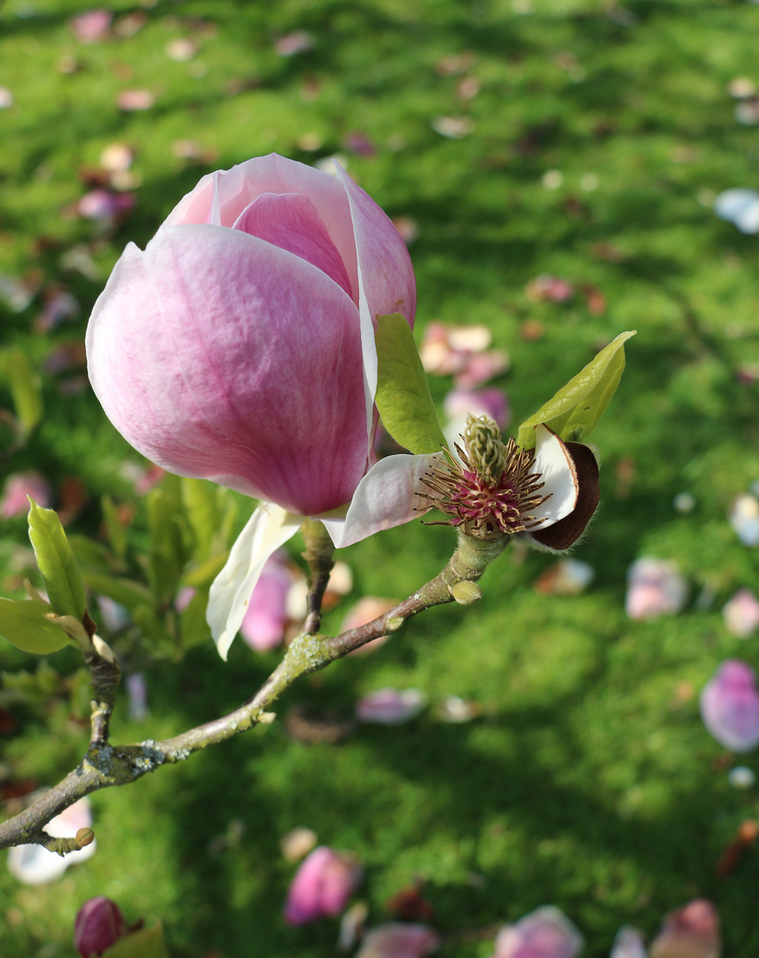 Magnolie in Brüssel