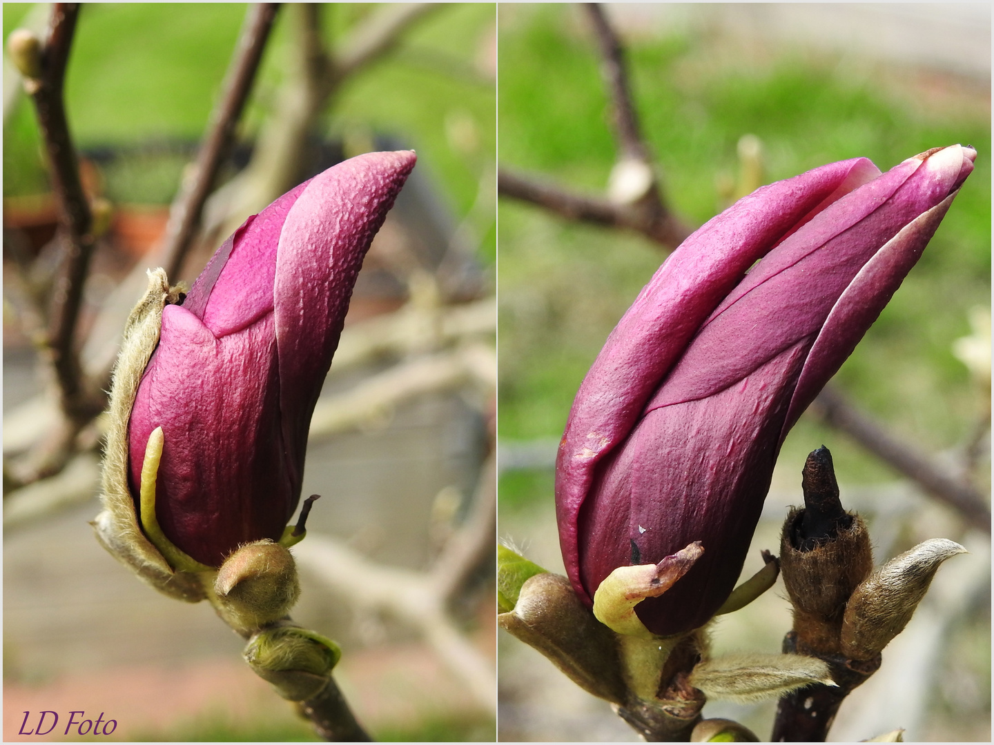 Magnolie in den Startlöchern