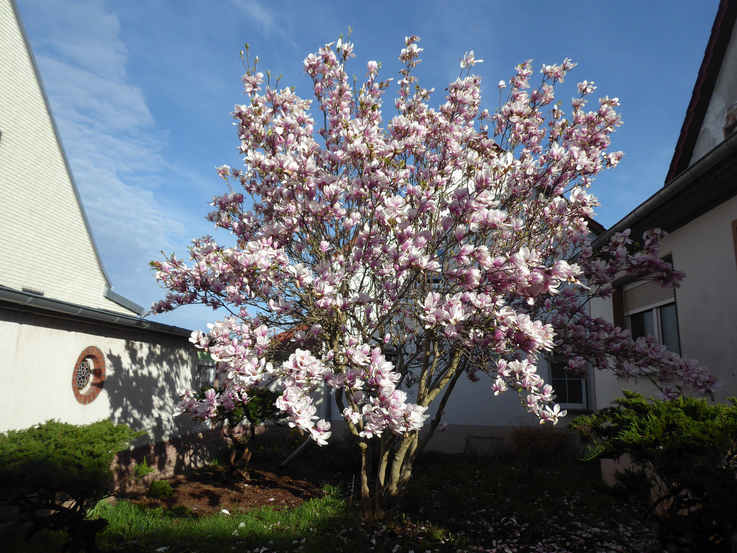 Magnolie in der Sonne